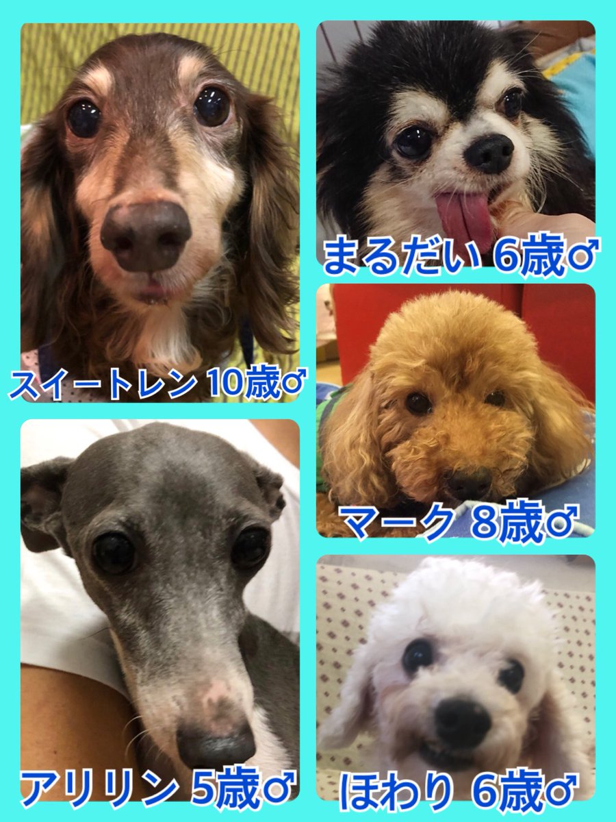 🐾今日の里親様募集中ワンコ🐶メンバーです🐾2019,8,17
